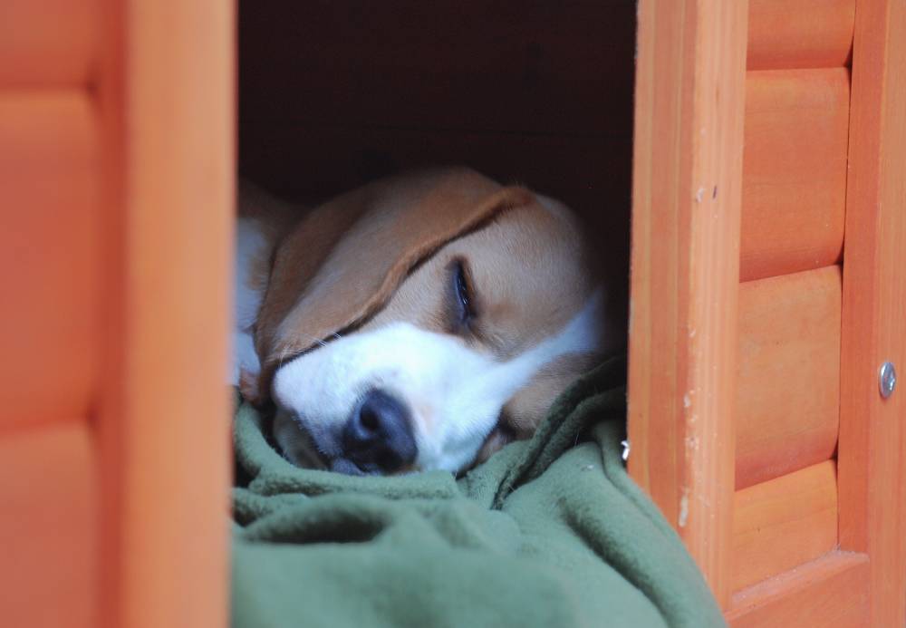 Dog asleep in hut